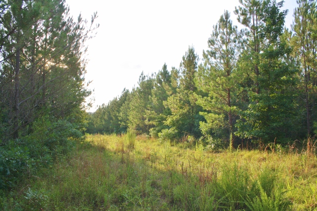 Fayette +/- 45 Acre Tract